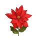 Цветок пуансетии, красный